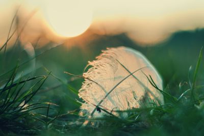 Close-up of grass on field against sky during sunset