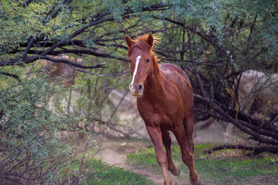 Horse standing on field