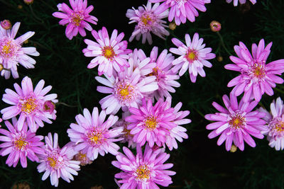 Close-up of pink flowering plants