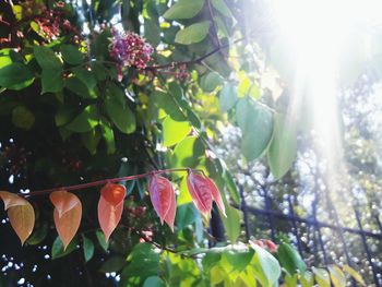 Low angle view of fruits on tree