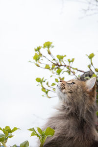 Cat looking away