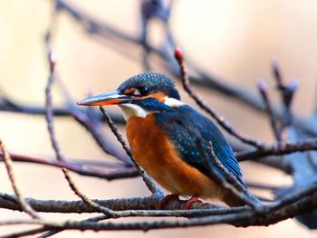 Close-up side view of kingfisher on branch