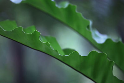 Full frame shot of leaf