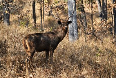 Deer standing on field