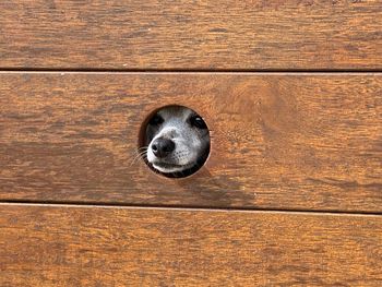 Close-up of dog seen through wood