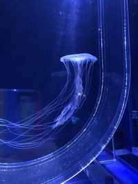 Close-up of jellyfish swimming in aquarium