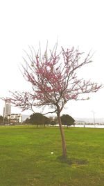 Tree in field against clear sky