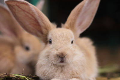 Close-up of a rabbit