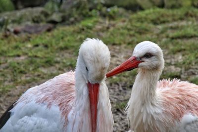 Close-up of pelican