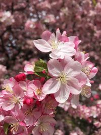 Close-up of pink flowers blooming in park