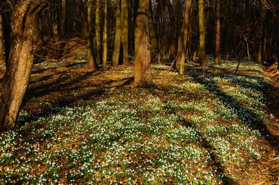 Trees in forest