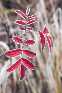 Close-up of red berries on plant during winter