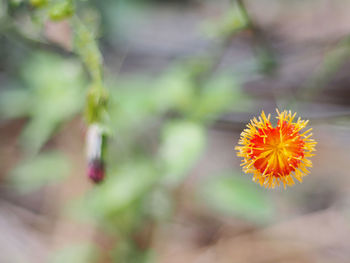 Close-up of orange flowering plant