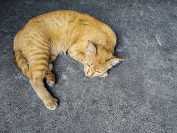High angle view of ginger cat sleeping on street
