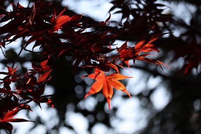 Low angle view of maple leaves on tree