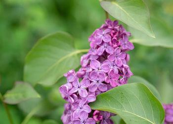 Close-up of pink flowering plant