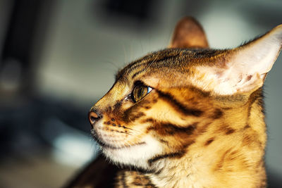 Close-up of a cat looking away