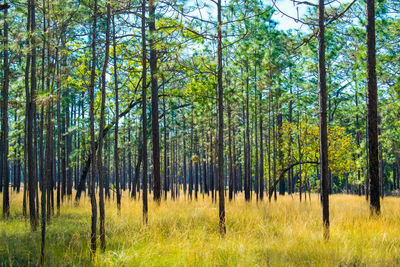 Pine trees in forest