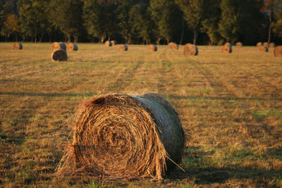 Hay bales on field