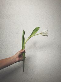 Person holding plant against wall
