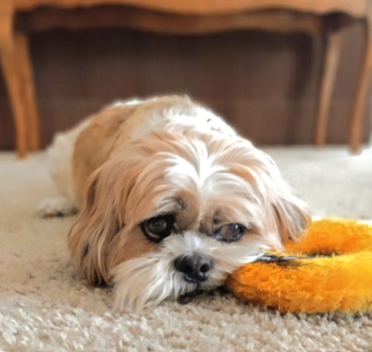 canine, dog, domestic animals, pet, one animal, mammal, animal themes, animal, lap dog, cute, young animal, puppy, portrait, indoors, no people, relaxation, lying down, looking at camera, morkie, focus on foreground