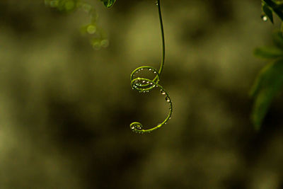 Close-up of water drops on leaf