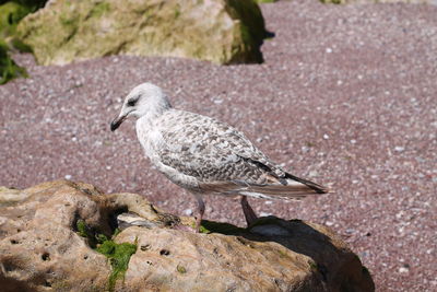 Close-up of seagull perching on rock