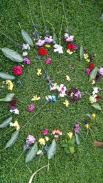 High angle view of pink flowers blooming on field