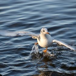 Seagull swimming in sea