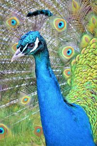 Close-up of peacock