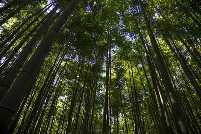 Low angle view of bamboo trees in forest