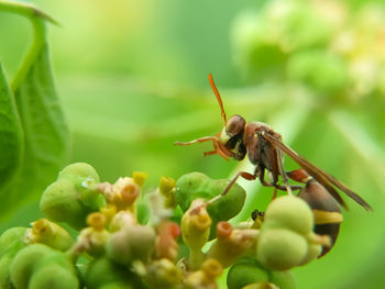 Close-up of insect on plant