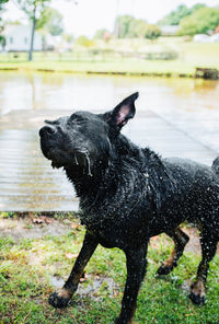 Black dog looking away