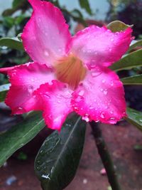 Close-up of raindrops on pink flower