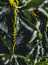 Close-up of green leaves on plant