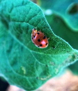 Close-up of ladybug on leaf