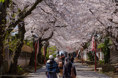 Rear view of people on cherry blossom