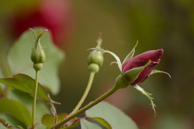 Close-up of flowering plant