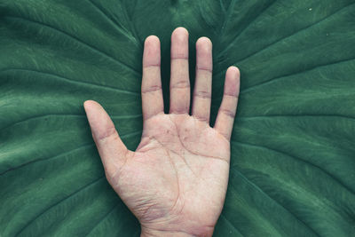 Close-up of hand on leaf