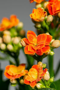 Close-up of orange flowering plant