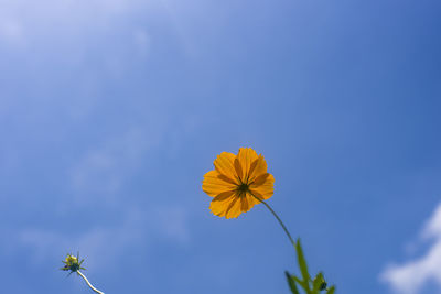 Low angle view of yellow flowering plant against blue sky