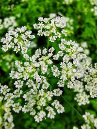 Close-up of insect on white flowering plant