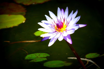 Close-up of lotus water lily in pond