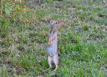 Full length of rabbit rearing up on grassy field