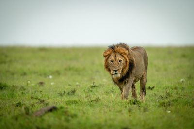 Male lion walks over grass staring ahead