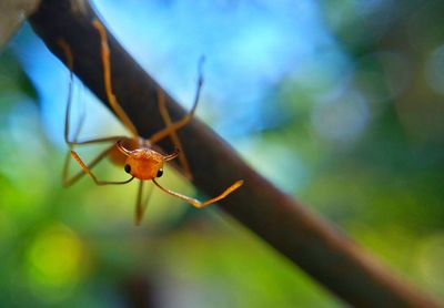 Close-up of insect on leaf