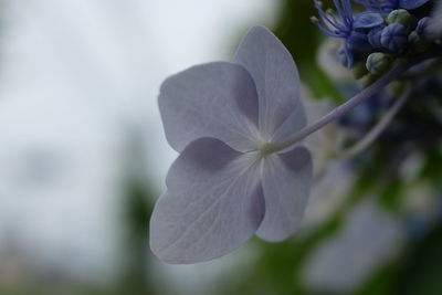 Close-up of purple flowering plant