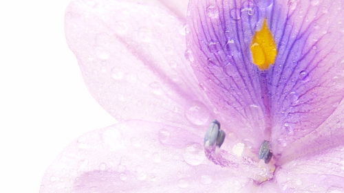 Close-up of wet purple crocus flower