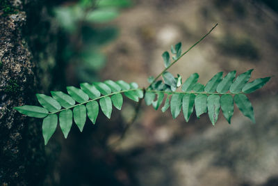 Close-up of fresh green leaves on field