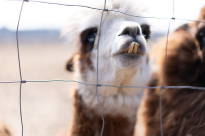 Close-up of a horse